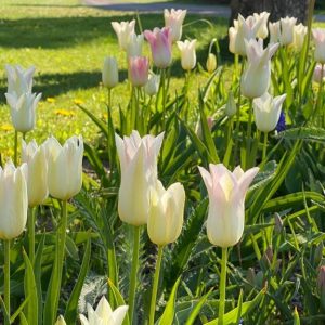 Tulppaanit kevät puutarha