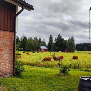 ylämaankarja